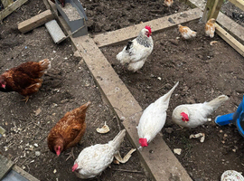 Hens