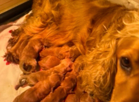 Cocker spaniel puppies