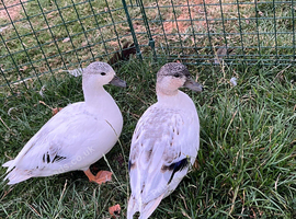 Last 3 pairs of this years call ducks available ( 1 male & 1 female)