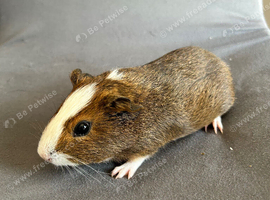 Beautiful boars for sale