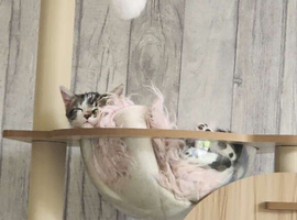 male kitten