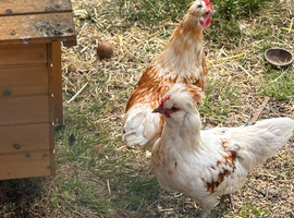 Polish x silkie rooster
