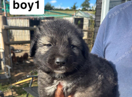 caucasian sheperd puppies for sale