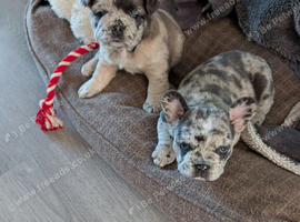 Beautiful merle girls