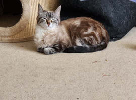 2 yr old silver/cream tabby female  short furred.