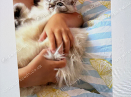 Pure ragdoll kittens