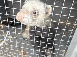 Ferret
