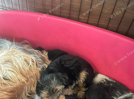 Pedigree Yorkshire terrier pups