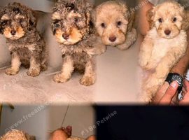 Unique Cavapoos pups