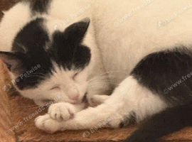 My cat