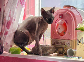 Crystal - Beautiful Blue Mink Sphynx Girl - &pound;800