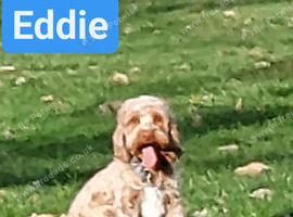 F1 Cockapoo Stud