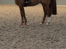 Loving home wanted for 13 year old chunky thoroughbred