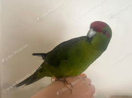 5 month old male hand-reared and fully tame kakariki looking for new home
