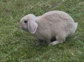 14 week old lop