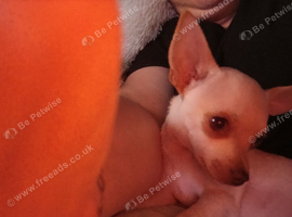 Chihuahua for ssle