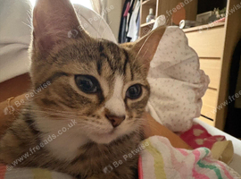 Cat for sale
