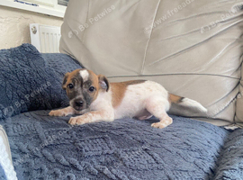 Jackrussel boy for sale