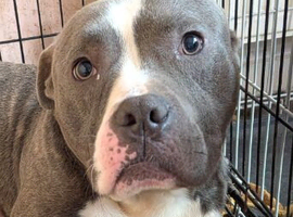 Male  staffy