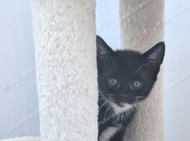 Beautiful kittens for sale