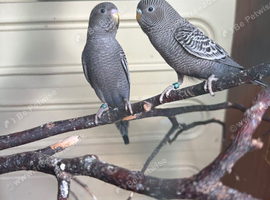 Lovely black face budgies pair