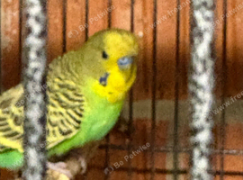 Adult male healthy budgie