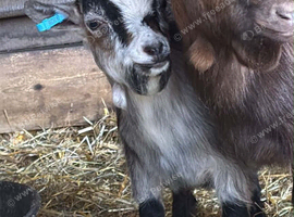 10 month old Chocolate Pygmy Billy