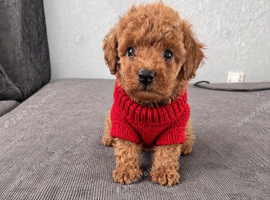 Red kc toy need a home 2 boys