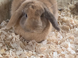 Buck mini lop rabbit