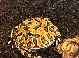 3 pac man frogs