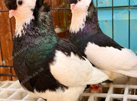 young pair of feligazer pigeons