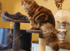 Fluffy Long Haired Mixed Breed Kittens - RESERVE