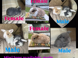 Mini lops