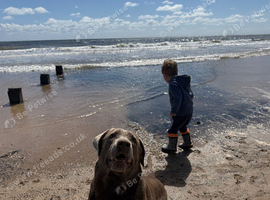 4 year old Silver Labrador - fantastic dog