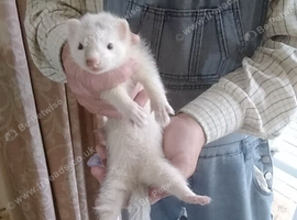 Silver ferret