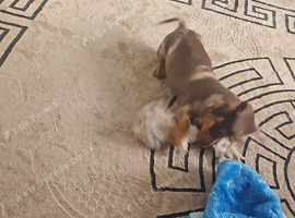 Dabble bitch 3month old mable