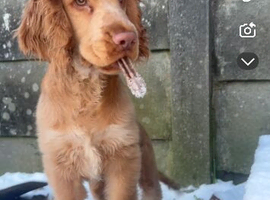 Orange roan cocker
