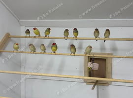 Starfinch pairs for sale