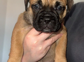 Beautiful DDB x French Bulldog