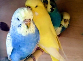 Budgies Wanted