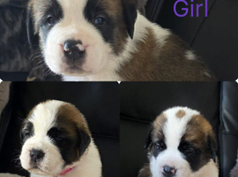 Saint Bernard Puppies For Sale