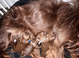 Beautiful Cavapoo Babies