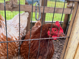 4 chickens