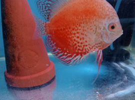 Homebred Discus fish.