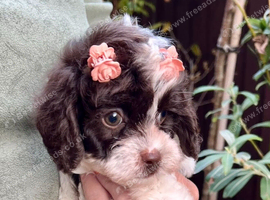 LAST ONE!!!! Stunning Curly Toy Cavapoo from health tested parents READY NOW!!