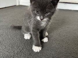 9 week Old kitten Male