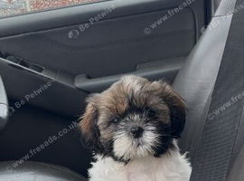Full pedigree Shih Tzu puppies