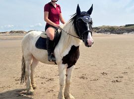 15hh - 5yo - Gelding