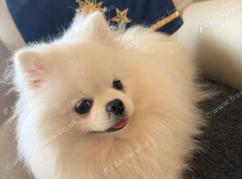 Incredible Teddy Bear Pom Girl