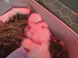 Goshawk chick's
